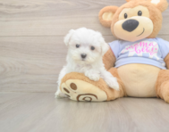 8 week old Maltese Puppy For Sale - Florida Fur Babies 8 week old Maltese Puppy For Sale - Florida Fur Babies
