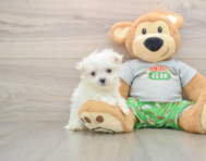 7 week old Maltese Puppy For Sale - Florida Fur Babies