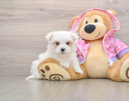 7 week old Maltese Puppy For Sale - Florida Fur Babies