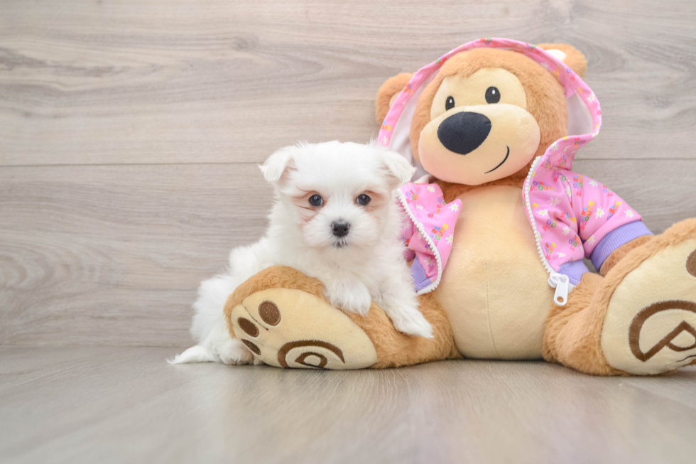 Playful Maltese Purebred Pup