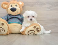 7 week old Maltese Puppy For Sale - Florida Fur Babies