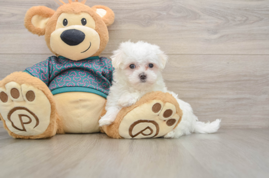 Friendly Maltese Baby