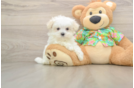 Maltese Puppy for Adoption