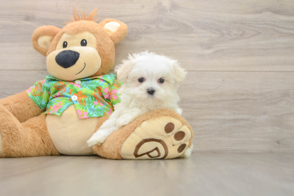 Fluffy Maltese Purebred Puppy