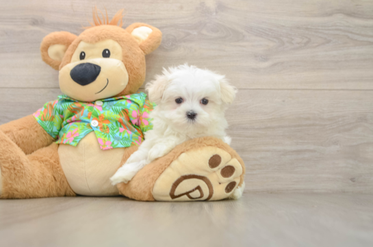 Fluffy Maltese Purebred Puppy