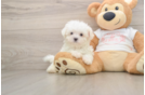 Best Maltese Baby