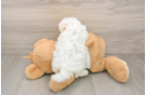 Maltese Puppy for Adoption