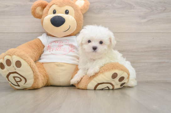 Best Maltese Baby
