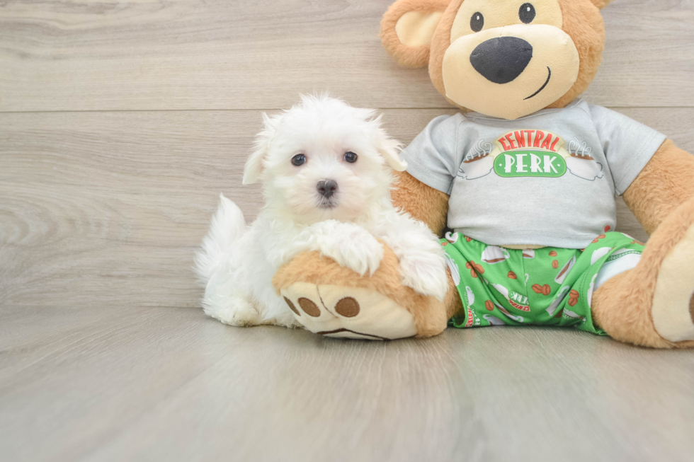 Maltese Puppy for Adoption