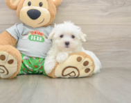 7 week old Maltese Puppy For Sale - Florida Fur Babies
