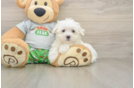 Best Maltese Baby