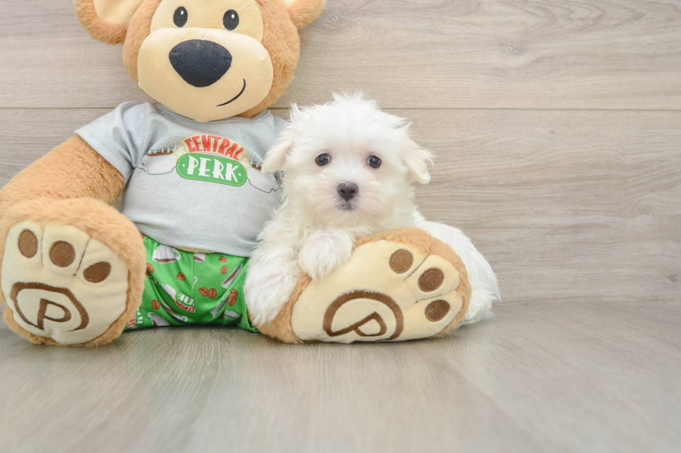 Best Maltese Baby