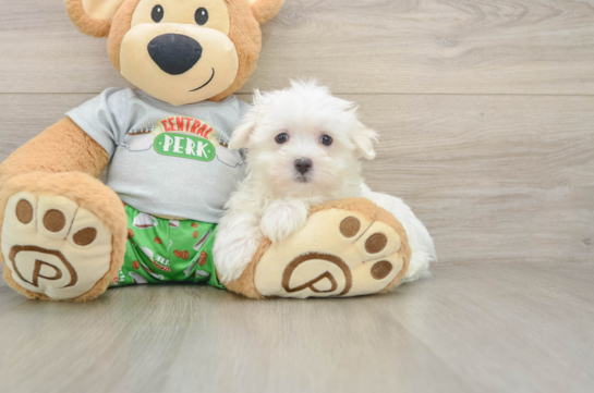 Best Maltese Baby