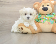 8 week old Maltese Puppy For Sale - Florida Fur Babies