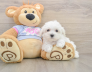8 week old Maltese Puppy For Sale - Florida Fur Babies