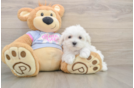 Maltese Pup Being Cute