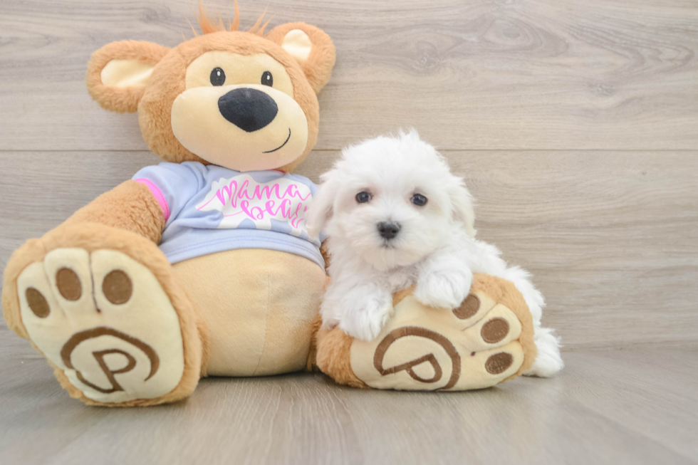 Maltese Pup Being Cute
