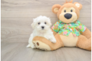 Best Maltese Baby