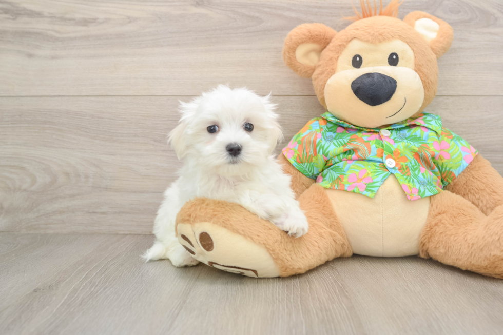Best Maltese Baby