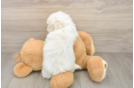 Cute Maltese Purebred Puppy