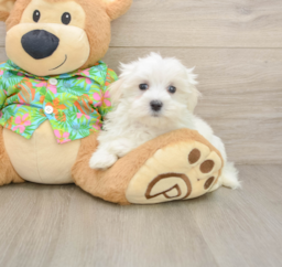 8 week old Maltese Puppy For Sale - Florida Fur Babies