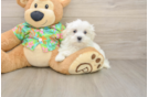 Playful Maltese Baby