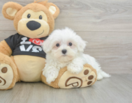 8 week old Maltese Puppy For Sale - Florida Fur Babies
