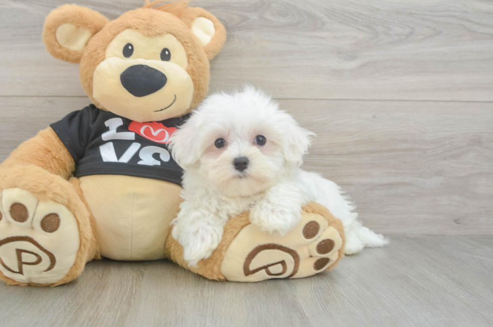 8 week old Maltese Puppy For Sale - Florida Fur Babies