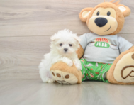 7 week old Maltese Puppy For Sale - Florida Fur Babies