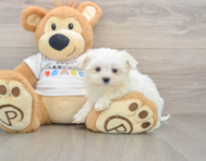 8 week old Maltese Puppy For Sale - Florida Fur Babies