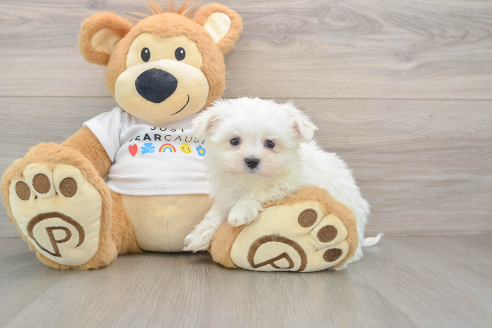 Happy Maltese Purebred Puppy