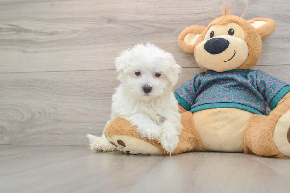 Maltese Pup Being Cute