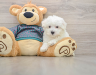 8 week old Maltese Puppy For Sale - Florida Fur Babies