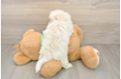 Maltese Puppy for Adoption