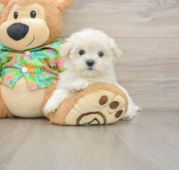 8 week old Maltese Puppy For Sale - Florida Fur Babies