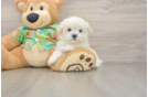Maltese Puppy for Adoption