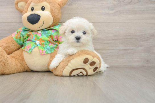 Maltese Puppy for Adoption