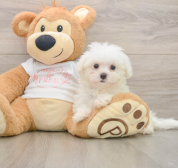 8 week old Maltese Puppy For Sale - Florida Fur Babies