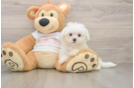 Maltese Pup Being Cute