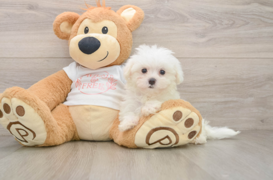 Maltese Pup Being Cute