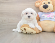 8 week old Maltese Puppy For Sale - Florida Fur Babies