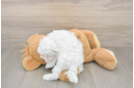 Cute Maltese Purebred Puppy