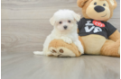 Maltese Puppy for Adoption