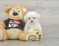 8 week old Maltese Puppy For Sale - Florida Fur Babies