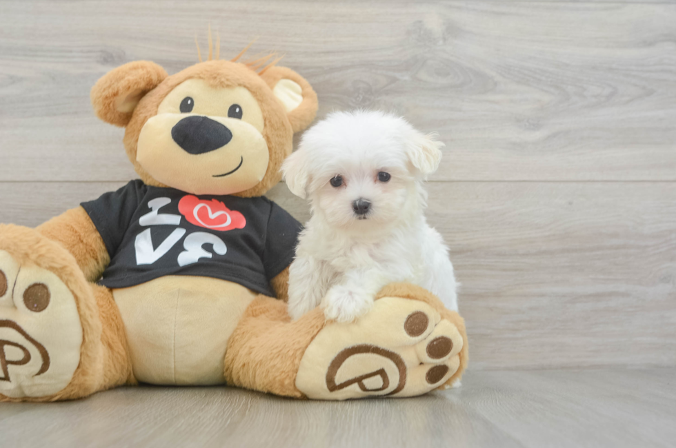 8 week old Maltese Puppy For Sale - Florida Fur Babies