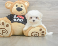 8 week old Maltese Puppy For Sale - Florida Fur Babies