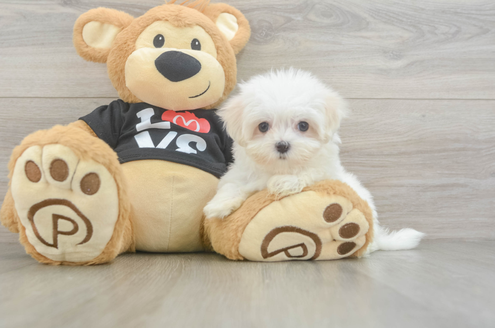 8 week old Maltese Puppy For Sale - Florida Fur Babies