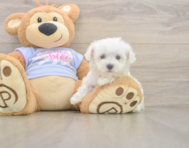 7 week old Maltese Puppy For Sale - Florida Fur Babies