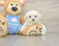 7 week old Maltese Puppy For Sale - Florida Fur Babies