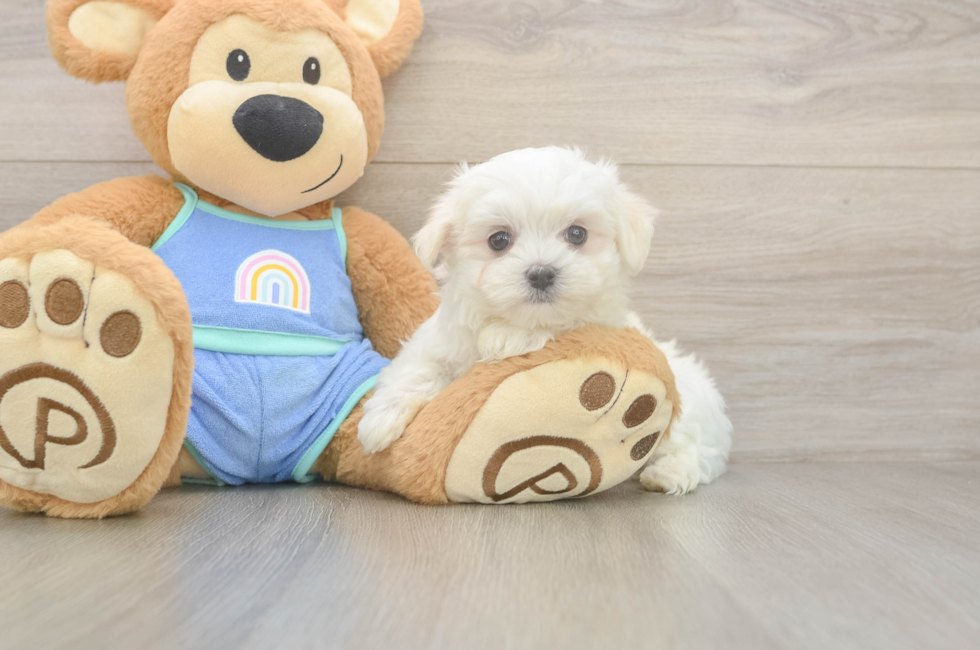 8 week old Maltese Puppy For Sale - Florida Fur Babies